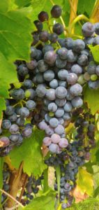 Vendanges en Provence au domaine des Oulliéres