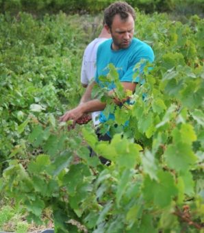 vendanges à la main en Provence