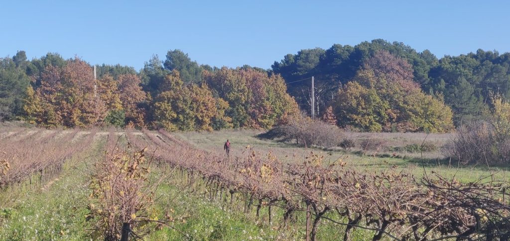 vignoble en provence lambesc domaine des oullières coteaux d'aix en provence wine red rosé pink wine bouches du rhône vigneron indépendant