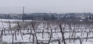 vignoble-coteaux-aix-provence-vignes-lambesc-neige