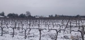 vignoble-coteaux-aix-provence-vignes-lambesc-neige