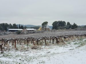 vignoble-coteaux-aix-provence-vignes-lambesc-neige