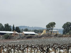 vignoble-coteaux-aix-provence-vignes-lambesc-neige