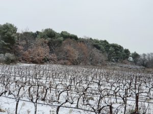 vignoble-coteaux-aix-provence-vignes-lambesc-neige