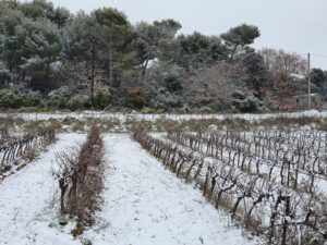 vignoble-coteaux-aix-provence-vignes-lambesc-neige