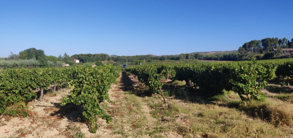 vendangs-coteau-ai-provence-vignes-vignoble-machine-vin-rose-wine-south-france-vineyard