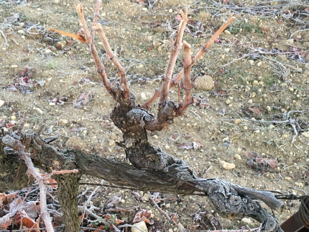 gel-vignes-provence-cep