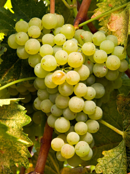 vin-cepage-provence-grape-raisin-vermentino