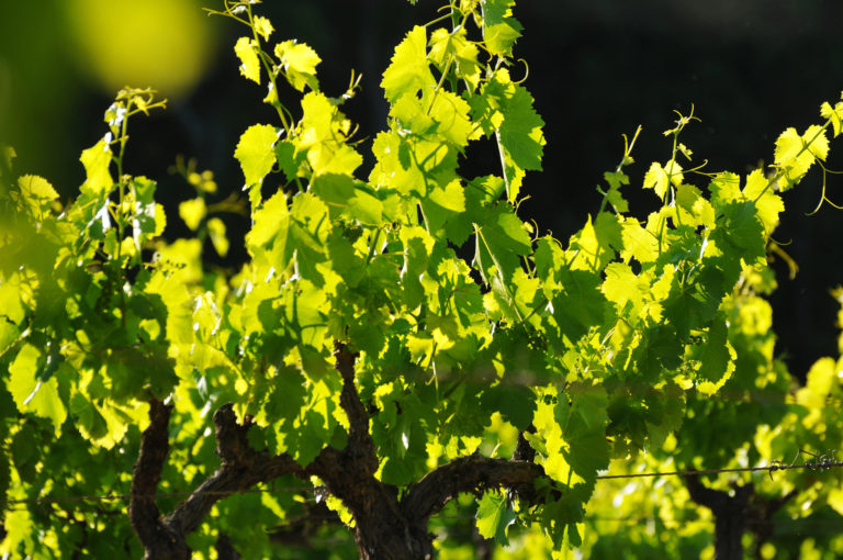 Weinberg in der Provence im Frühling Haute valeur environementale écimage en provence vignes lambesc vigneron viticulteur aix en provence