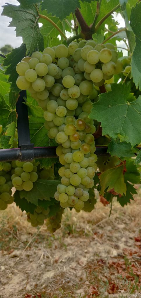 Vendanges en Provence au domaine des Oulliéres