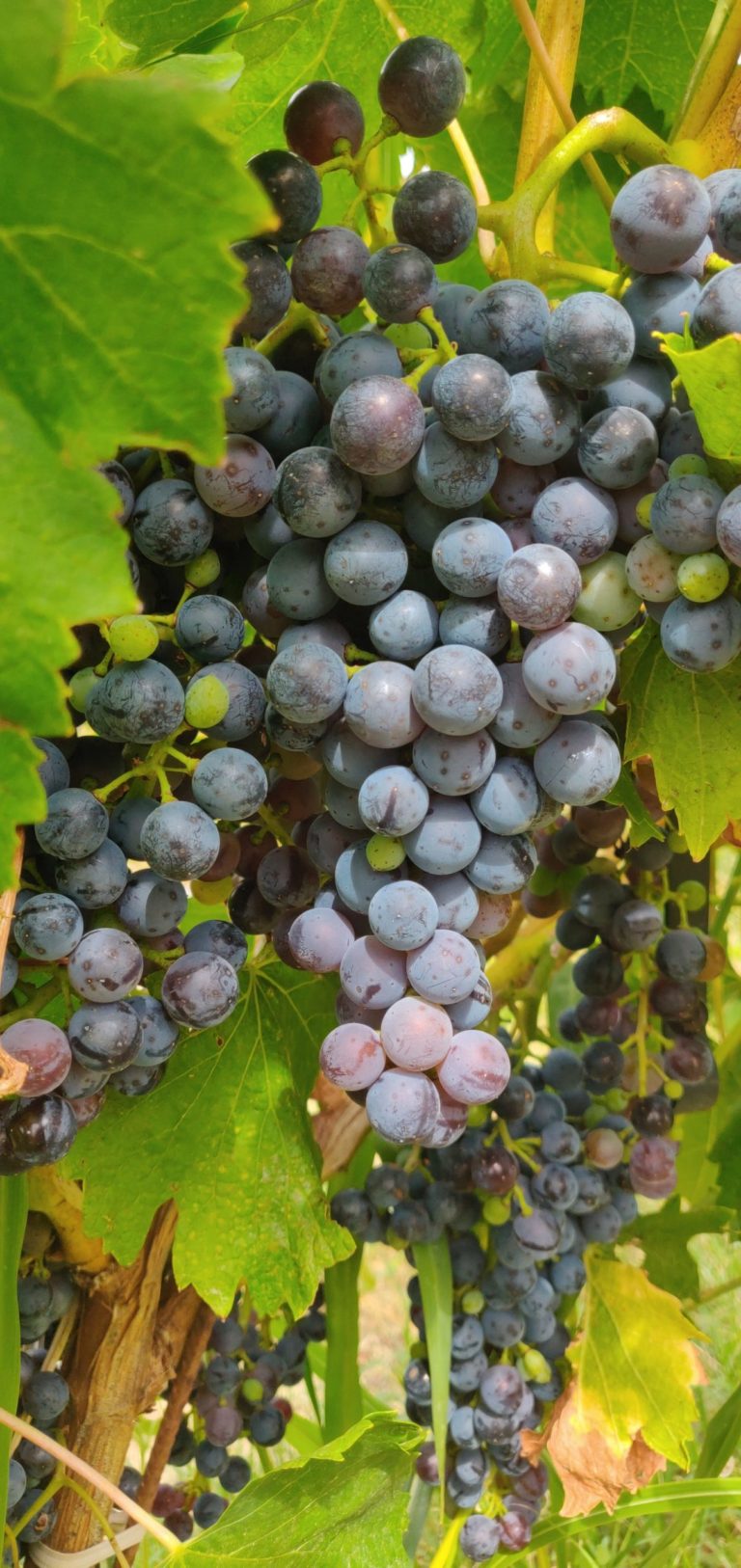 Vendanges-Provence-domaine-Oulliéres-viticole-provence