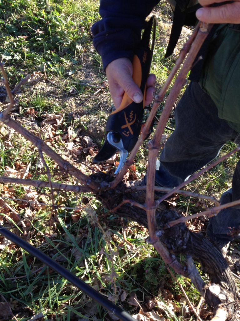 vigne en Provence vigne taille vignoble vin wine vineyard