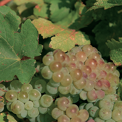 Plaisir blanc, Vin de Pays des Bouches du Rhône - Oullières