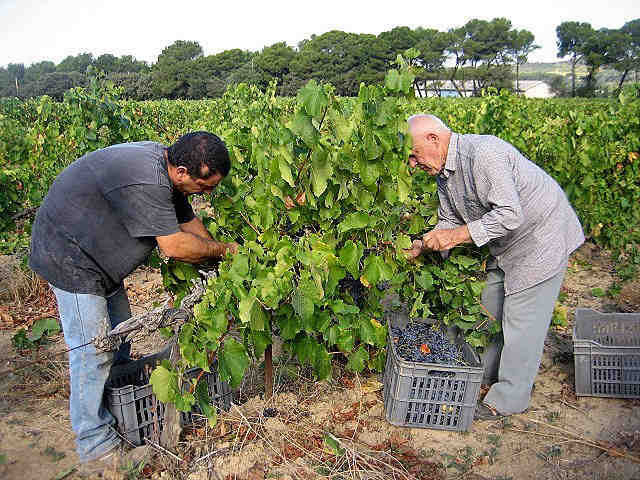 vins rouges de Provence vendanges provence coteaux d'aix en provence vin