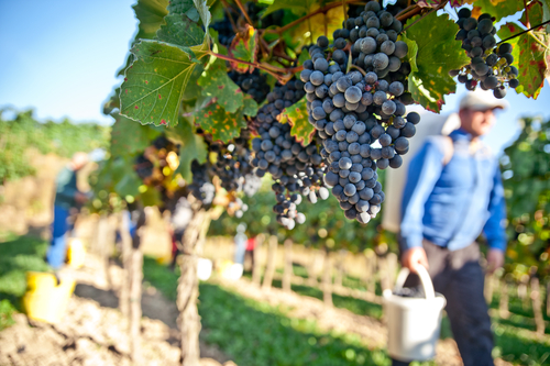 Vendanges vin Provence coteaux d'aix en provence bouches du rhone vin de provence red wine provence wine