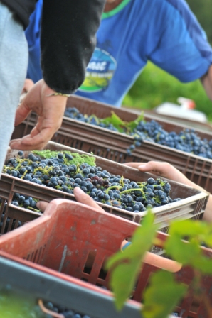 vendanges à la main en Provence