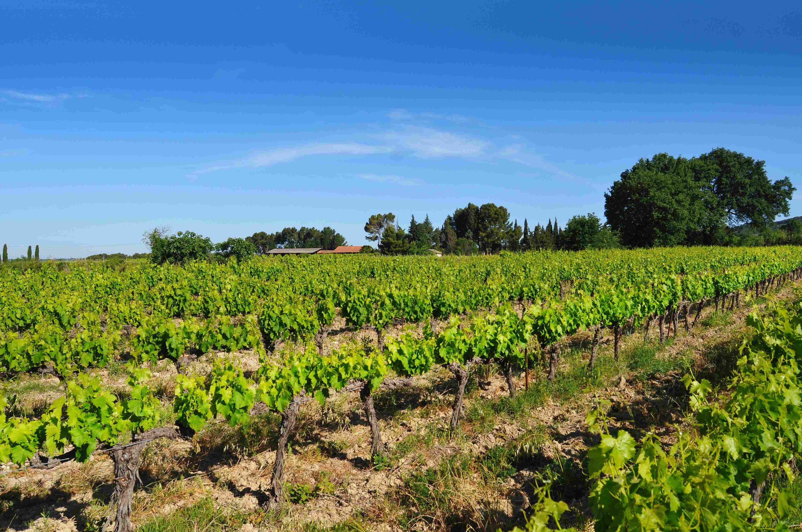 coteaux d aix en provence vigneron viticulteur famille domaine viticole coteaux d aix en provence bouches du rhone vin de provence lambesc oullieres vignoble