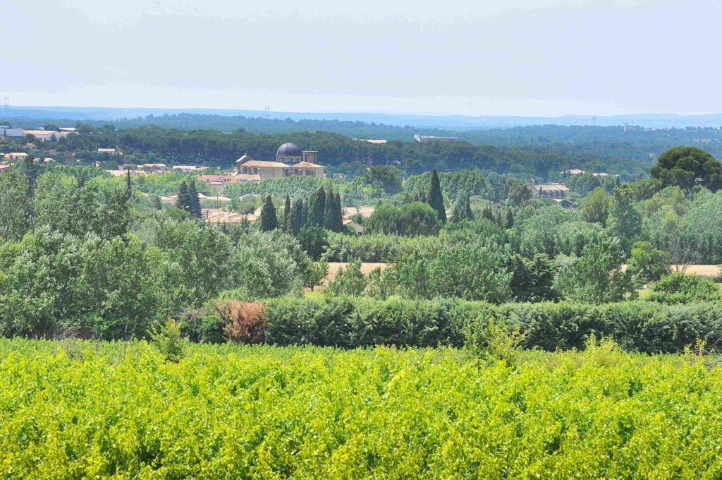 vin vignes vignoble Le Roy René, patron des Coteaux d'Aix en Provence