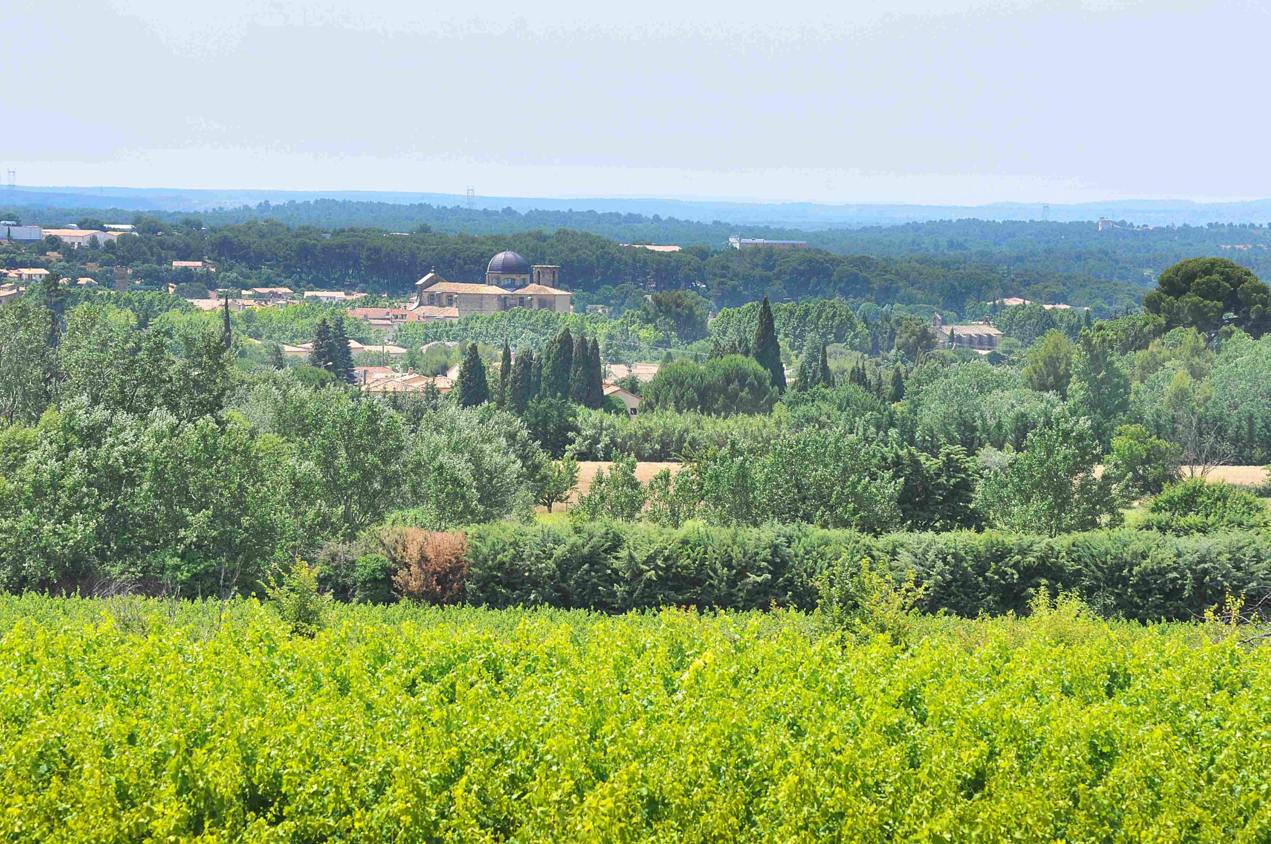 coteaux d'aix en provence lambesc domaine des oullières vins vignoble rosé rouge La route des vins de Provence Auswirkungen der Trockenheit auf die Weinberge in der Provence