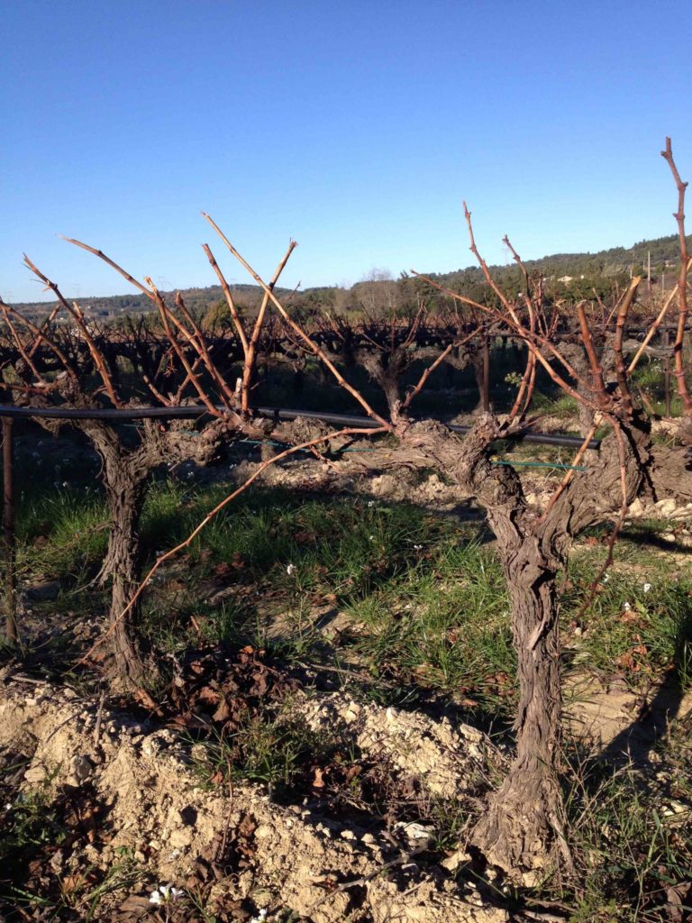 coteaux d aix en provence vigneron viticulteur famille domaine viticole coteaux d aix en provence bouches du rhone vin de provence lambesc oullieres