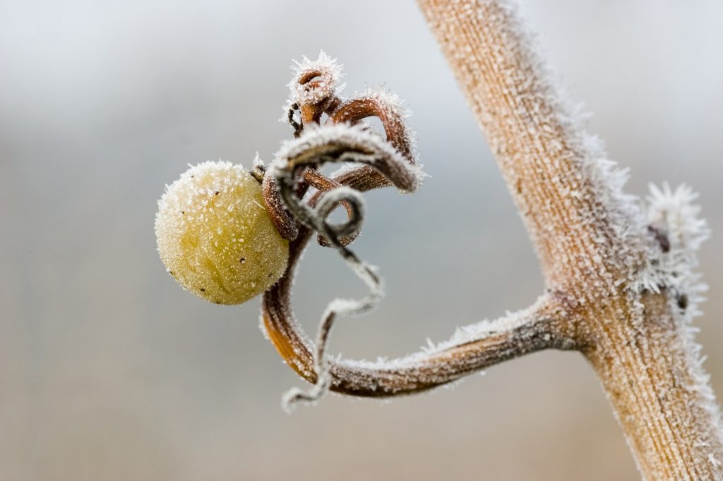 vigne gel domaine des oullieres