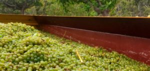 Étape de vinification d’un vin de Provence au domaine