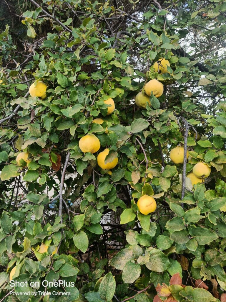 tagine_coings_fruits_provence_arbuste