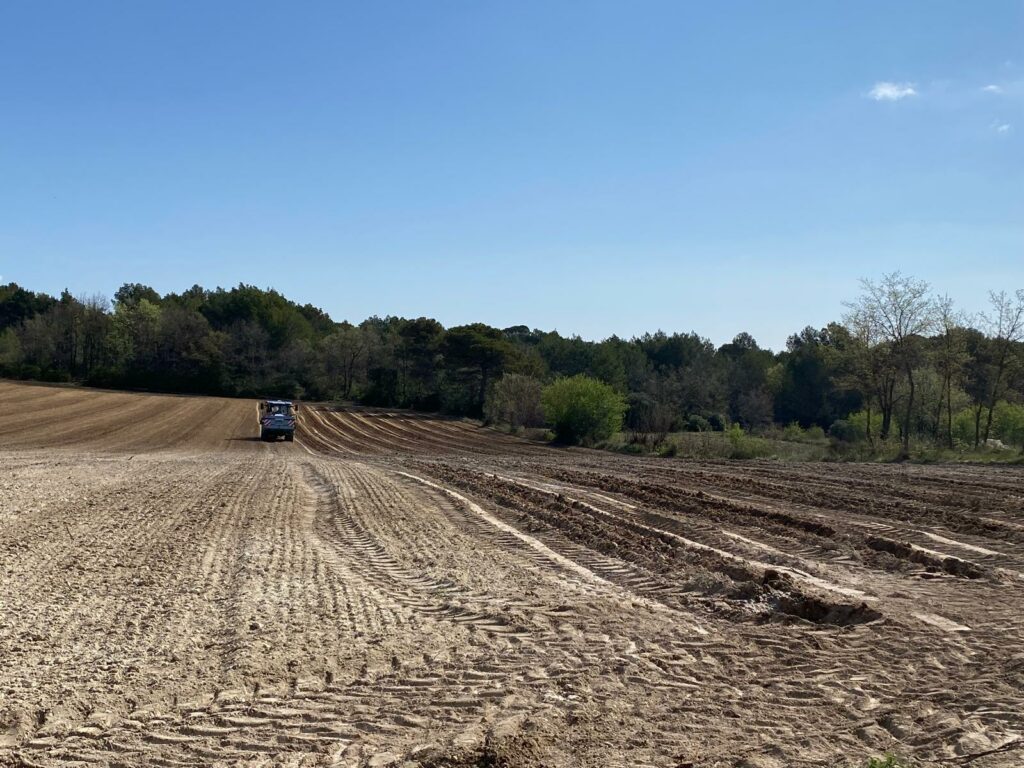 Plantation d'Ugni Blanc