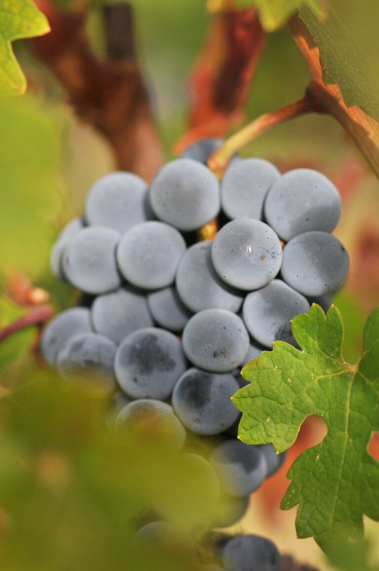 le début des vendanges start of the harvest