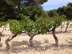 Vignes du Domaine des Oullières cultivées en Provence