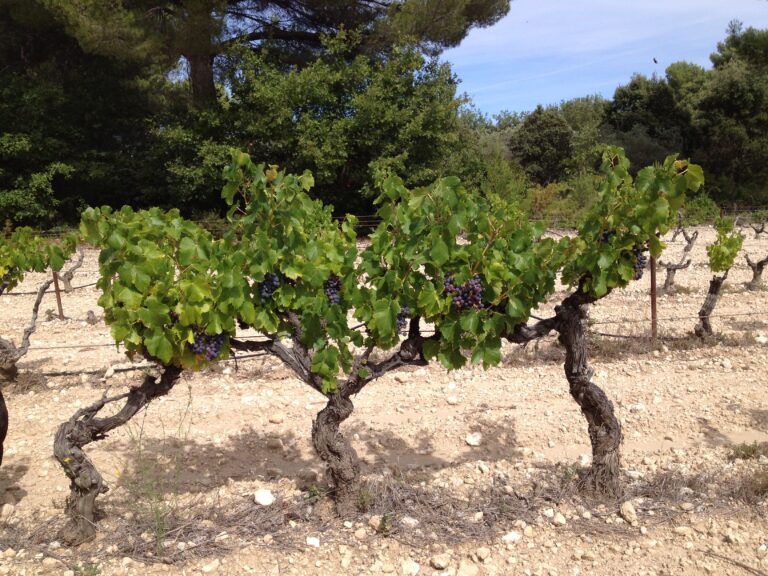 Le 15 aout en Provence
