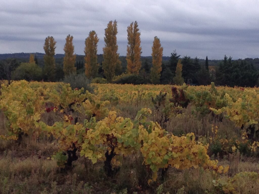 Der Weinberg der Provence im Oktober leuchtet golden – ruhige Reben, lebendige Keller und perfekte Harmonie zwischen Erde und Wein. Provence vineyard in October vignoble de Provence en octobre
