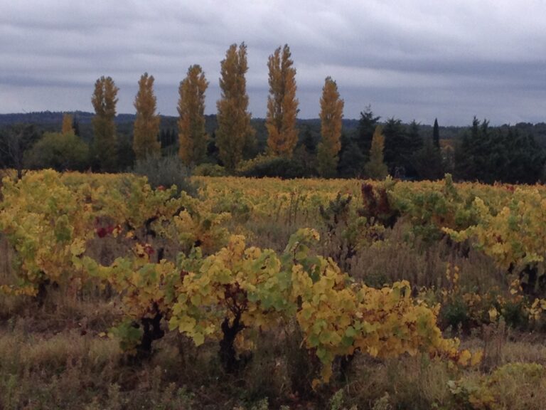 Der Weinberg der Provence im Oktober leuchtet golden – ruhige Reben, lebendige Keller und perfekte Harmonie zwischen Erde und Wein. Provence vineyard in October vignoble de Provence en octobre