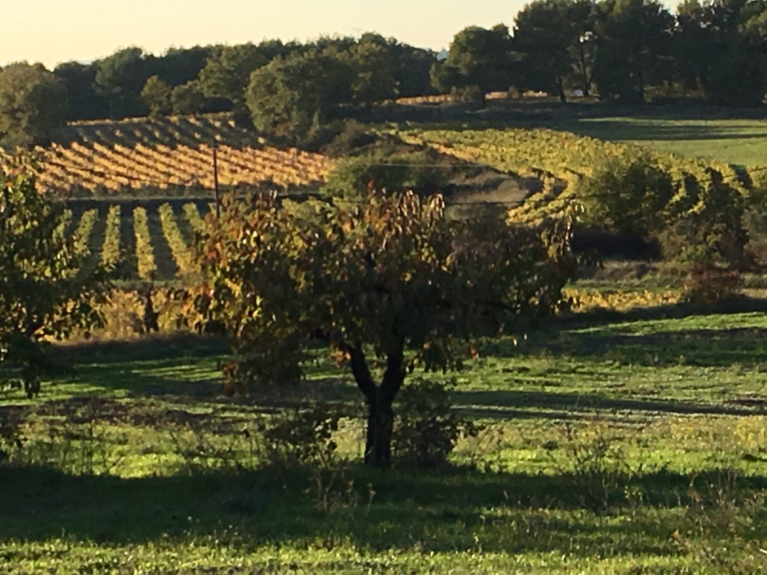 Découvrez le terroir de Provence en novembre. Suivez les vignes, la nature et le travail des vignerons sur le vignoble. Un mois de couleurs, de soins et de beauté authentique terroir de provence